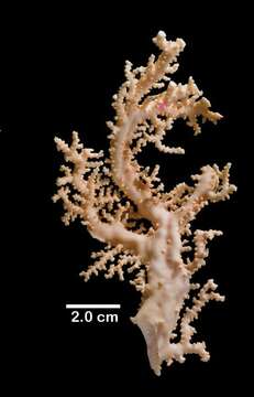 Image of Lace corals