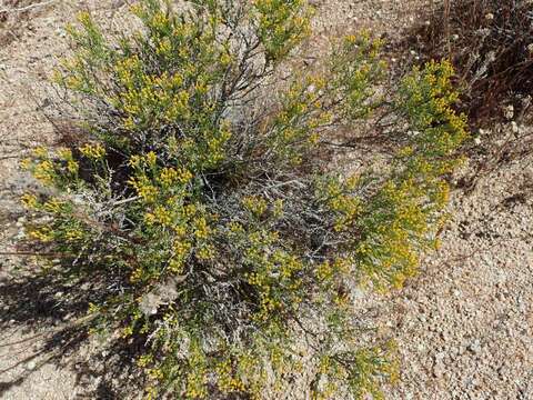 Image of Cooper's goldenbush