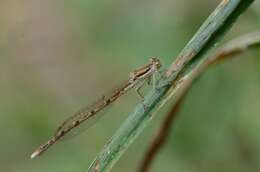 Image of Common Winter Damsel