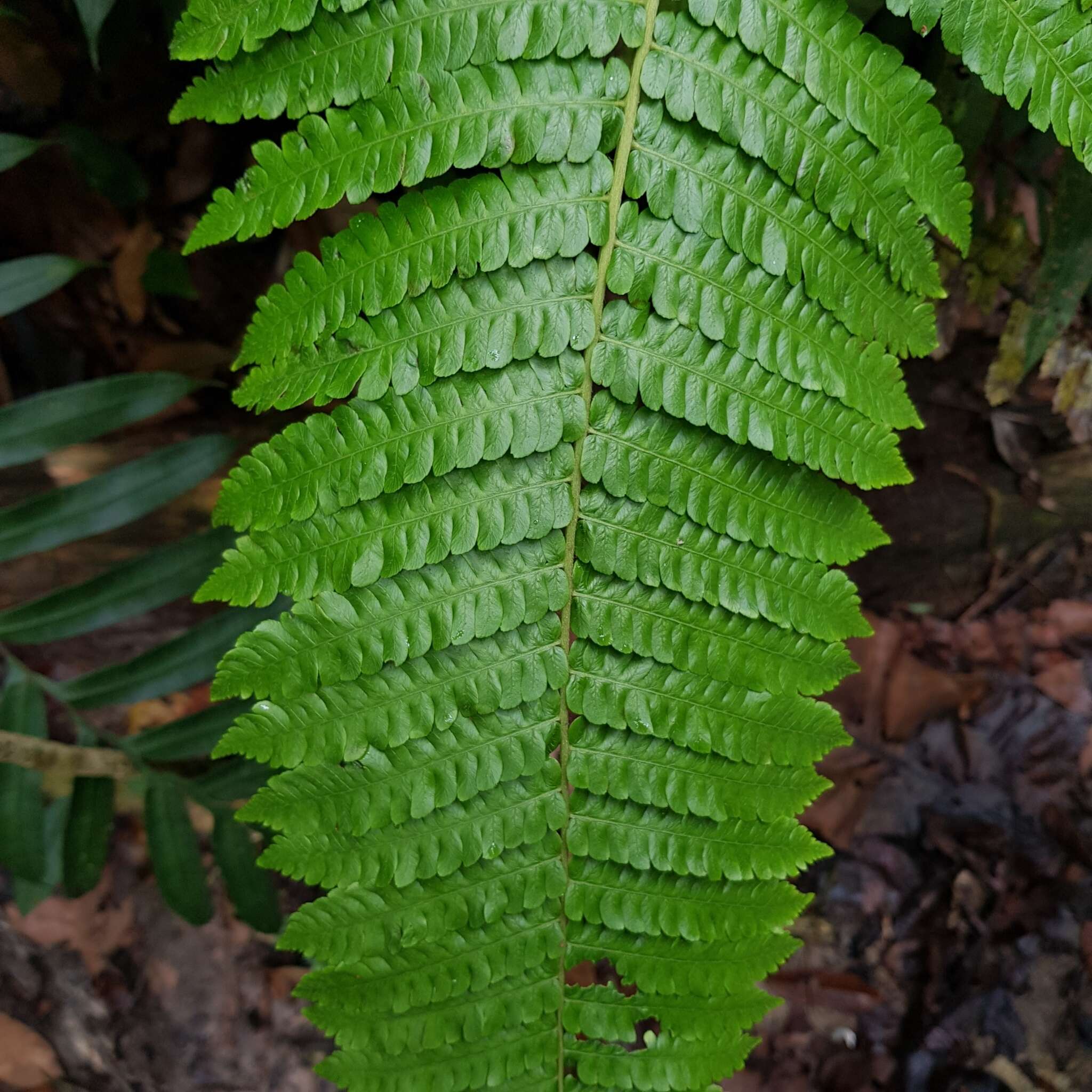 Image of Sphaeropteris squamulata (Bl.) R. M. Tryon