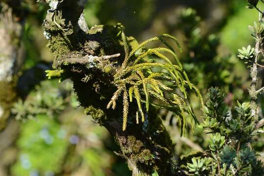 Imagem de Phlegmariurus gnidioides (L. fil.) A. R. Field & Bostock