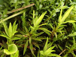 Image of Norwegian timmia moss