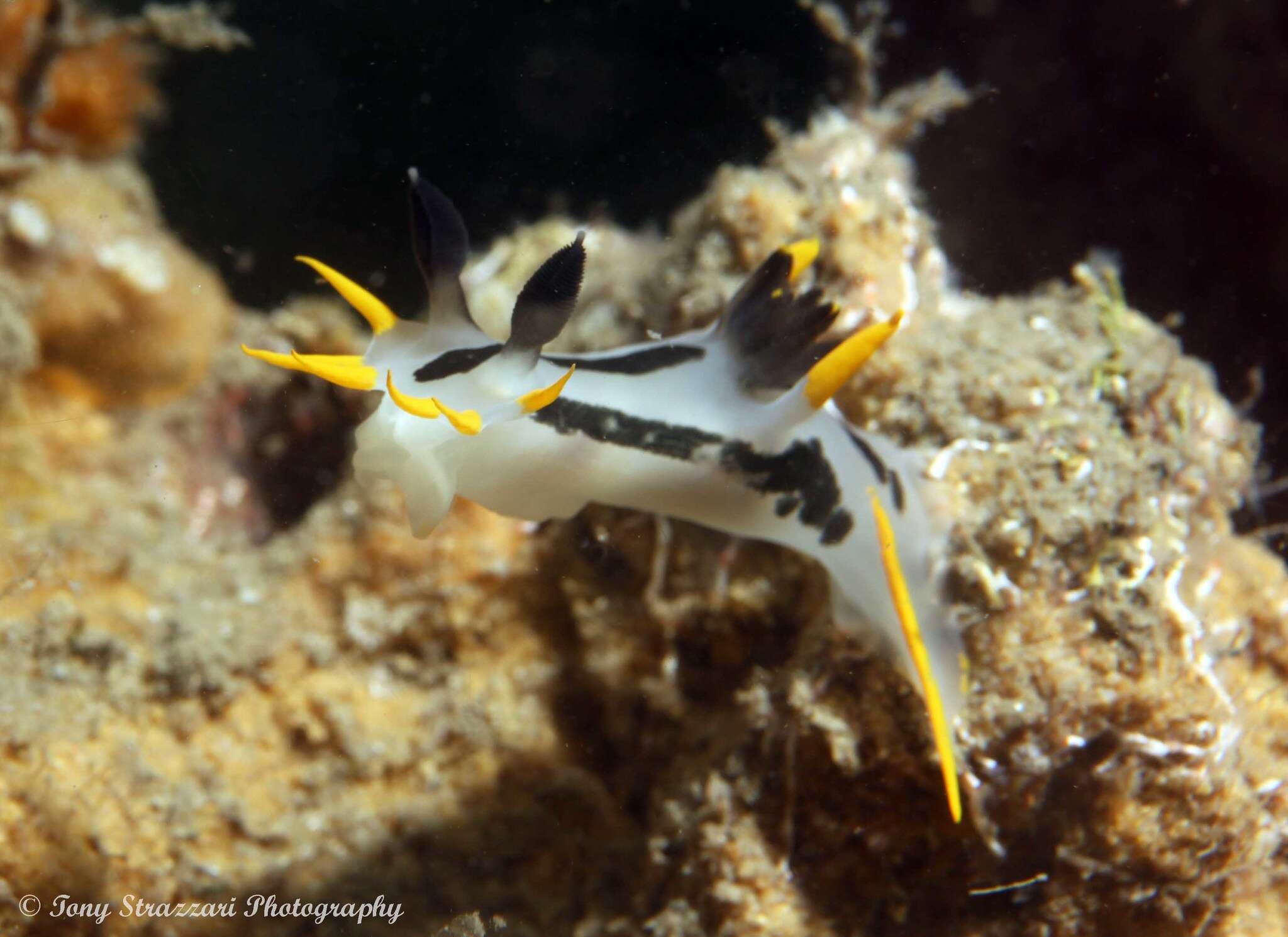 Image of Crowned nudibranch