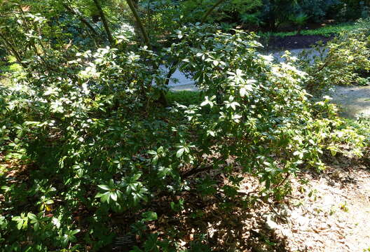 Image of Rhododendron charitopes I. B. Balf. & Farrer