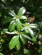Image of Rhododendron charitopes I. B. Balf. & Farrer