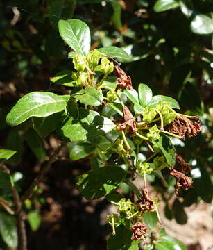 Image of Rhododendron charitopes I. B. Balf. & Farrer