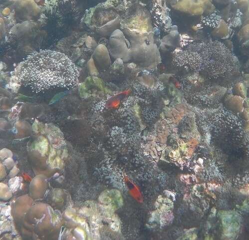 Image of Red saddleback anemonefish