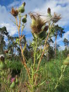 Image of Spear Thistle