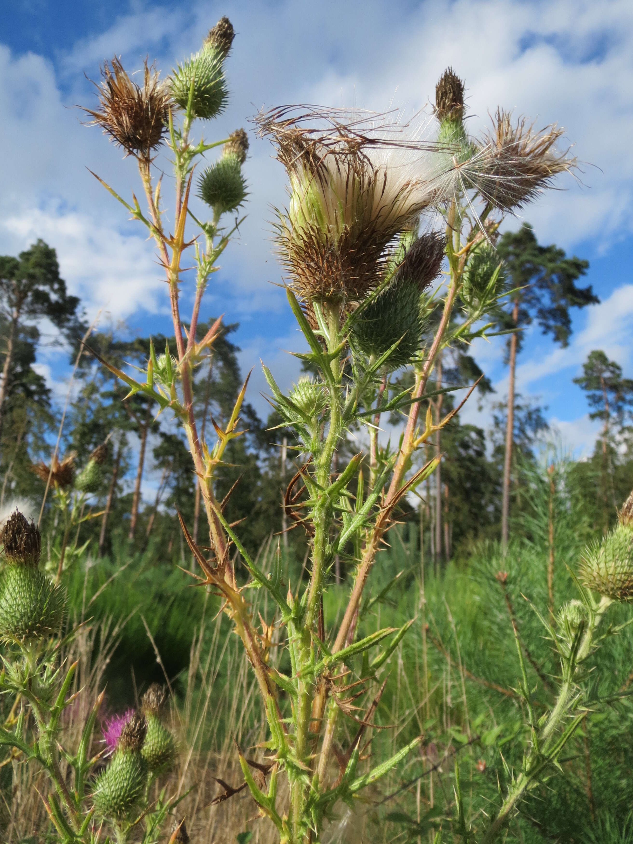 Image of Spear Thistle