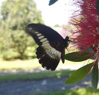 Image of White-banded Swallowtail