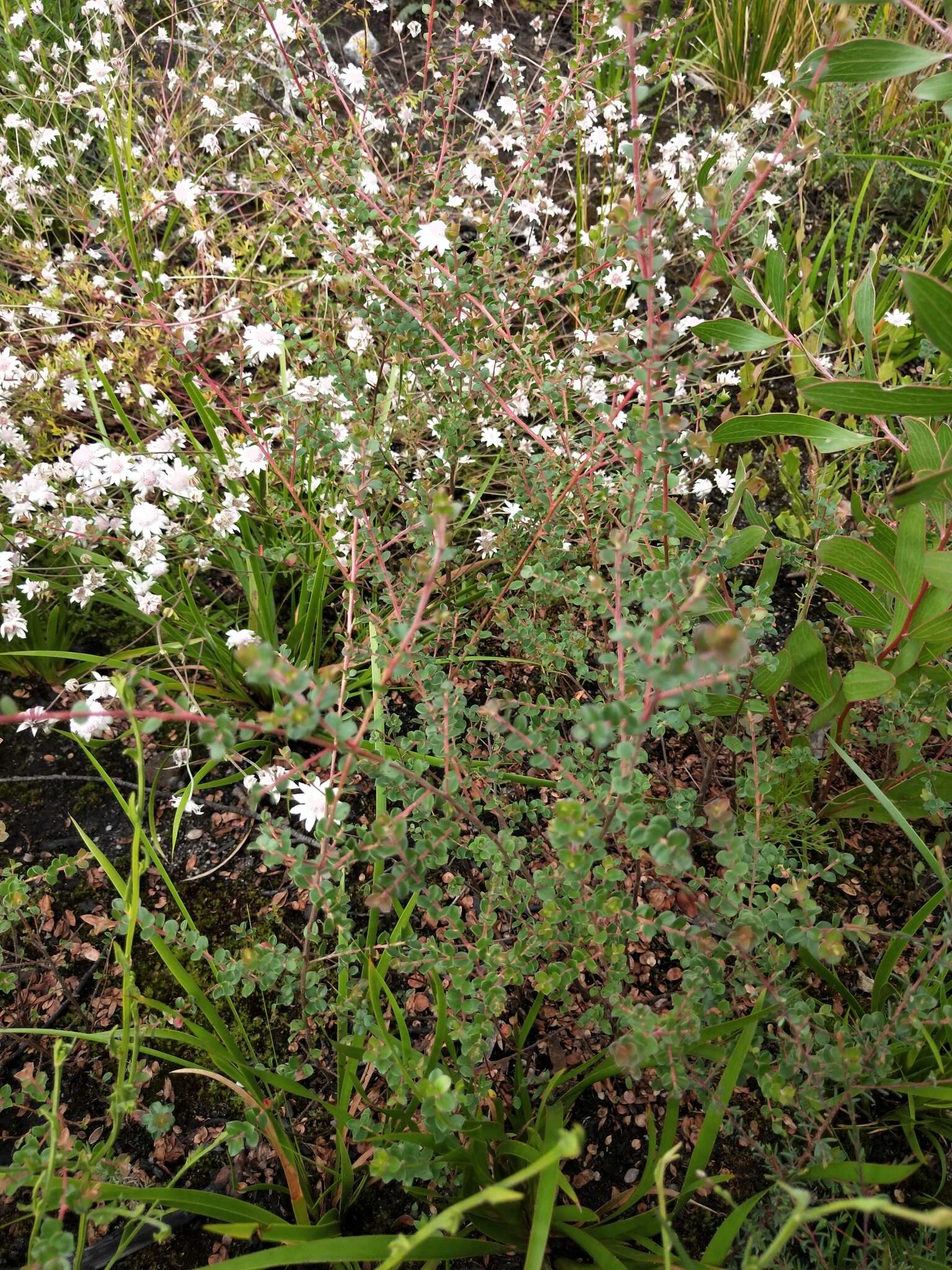 Sivun Leptospermum rotundifolium (Maiden & Betche) F. A. Rodway kuva