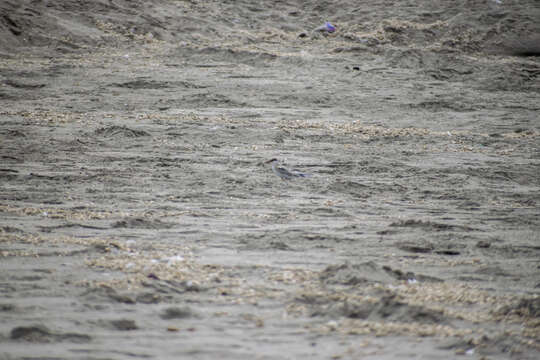 Image of Peruvian Tern