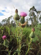 Image of Spear Thistle