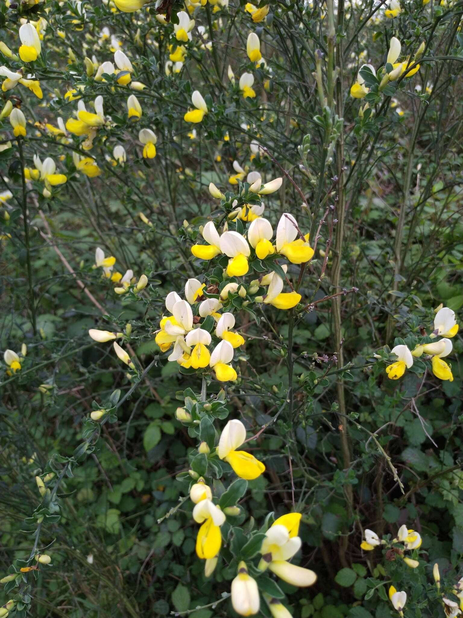 Image of Cytisus commutatus (Willk.) Briq.