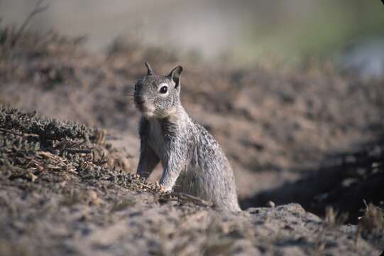 Sivun Otospermophilus Brandt 1844 kuva