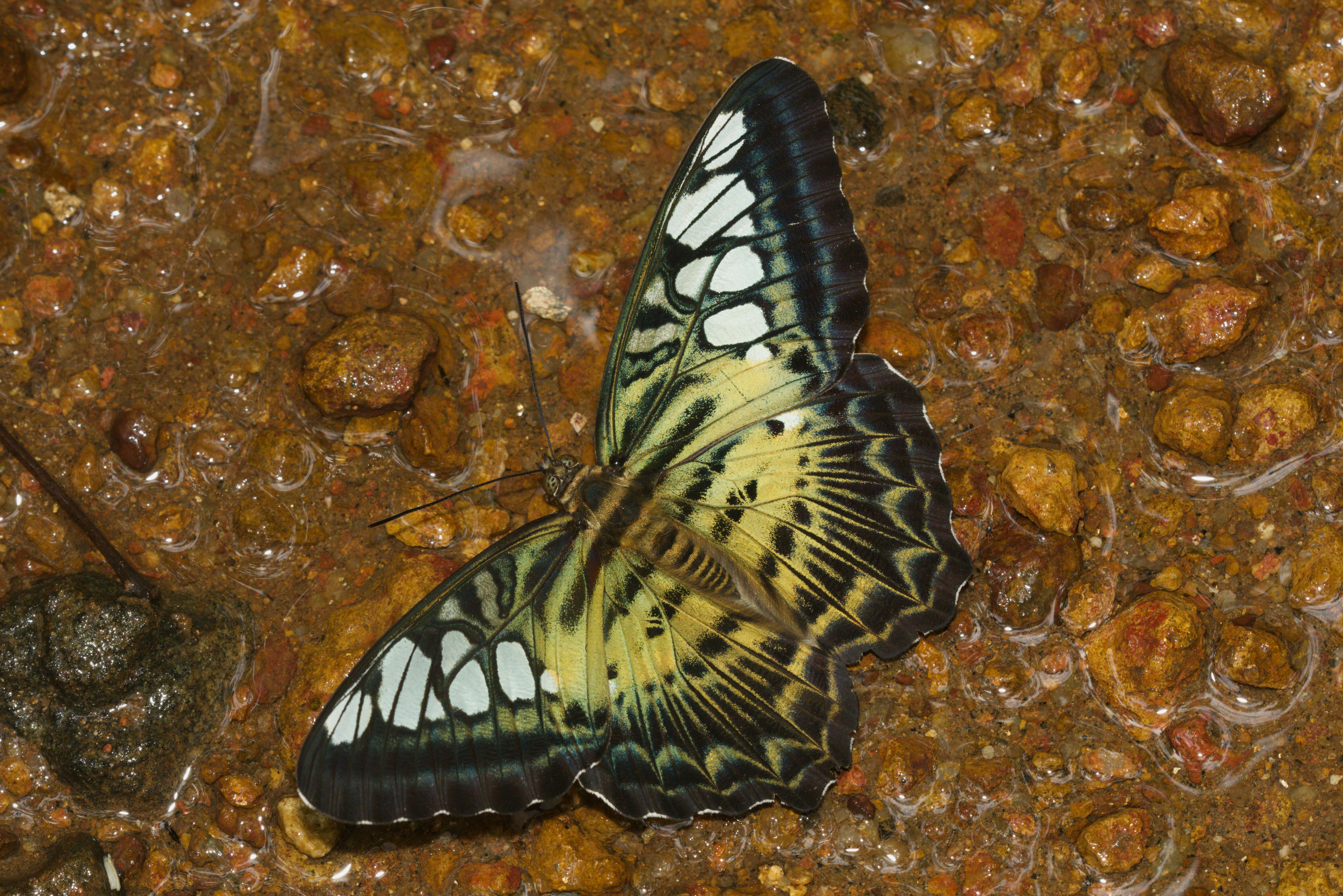 Imagem de Parthenos sylvia