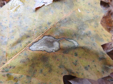 Image of Stigmella quercipulchella (Chambers ex Hayden 1882) Wilkinson et al. 1979