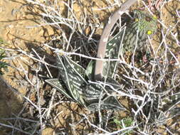 Sivun Gonialoe variegata (L.) Boatwr. & J. C. Manning kuva