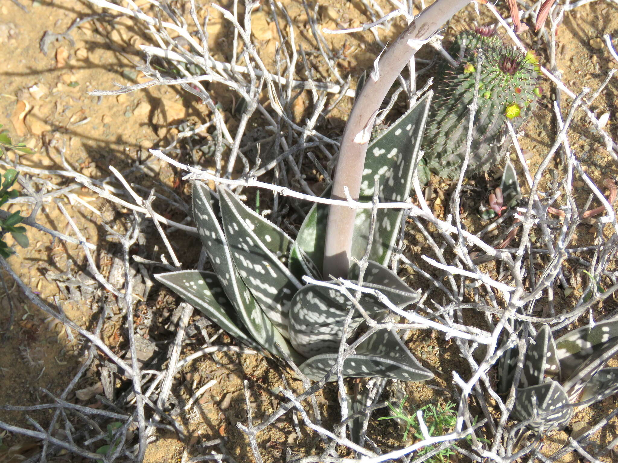 Sivun Gonialoe variegata (L.) Boatwr. & J. C. Manning kuva