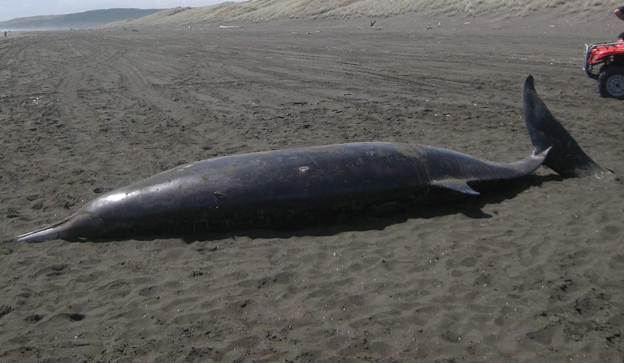 Image of Gray's Beaked Whale