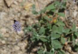 Image de Zygaena corsica Boisduval 1828