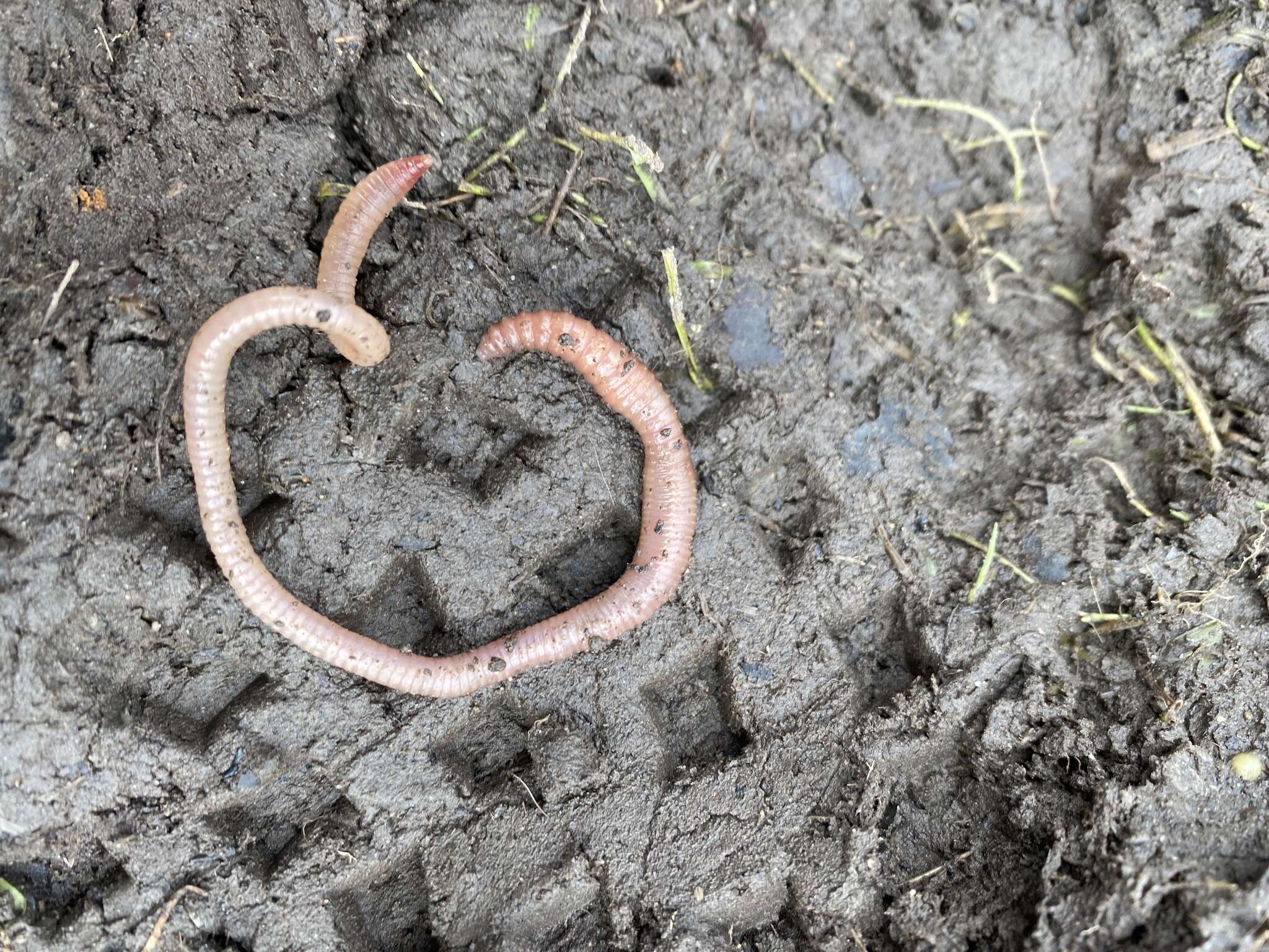 Image of Blackhead worm