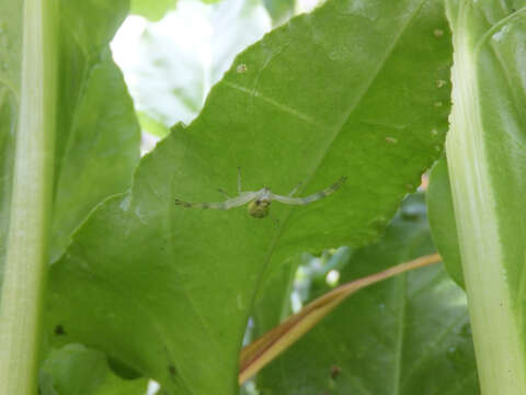 Image of Flower Crab Spiders