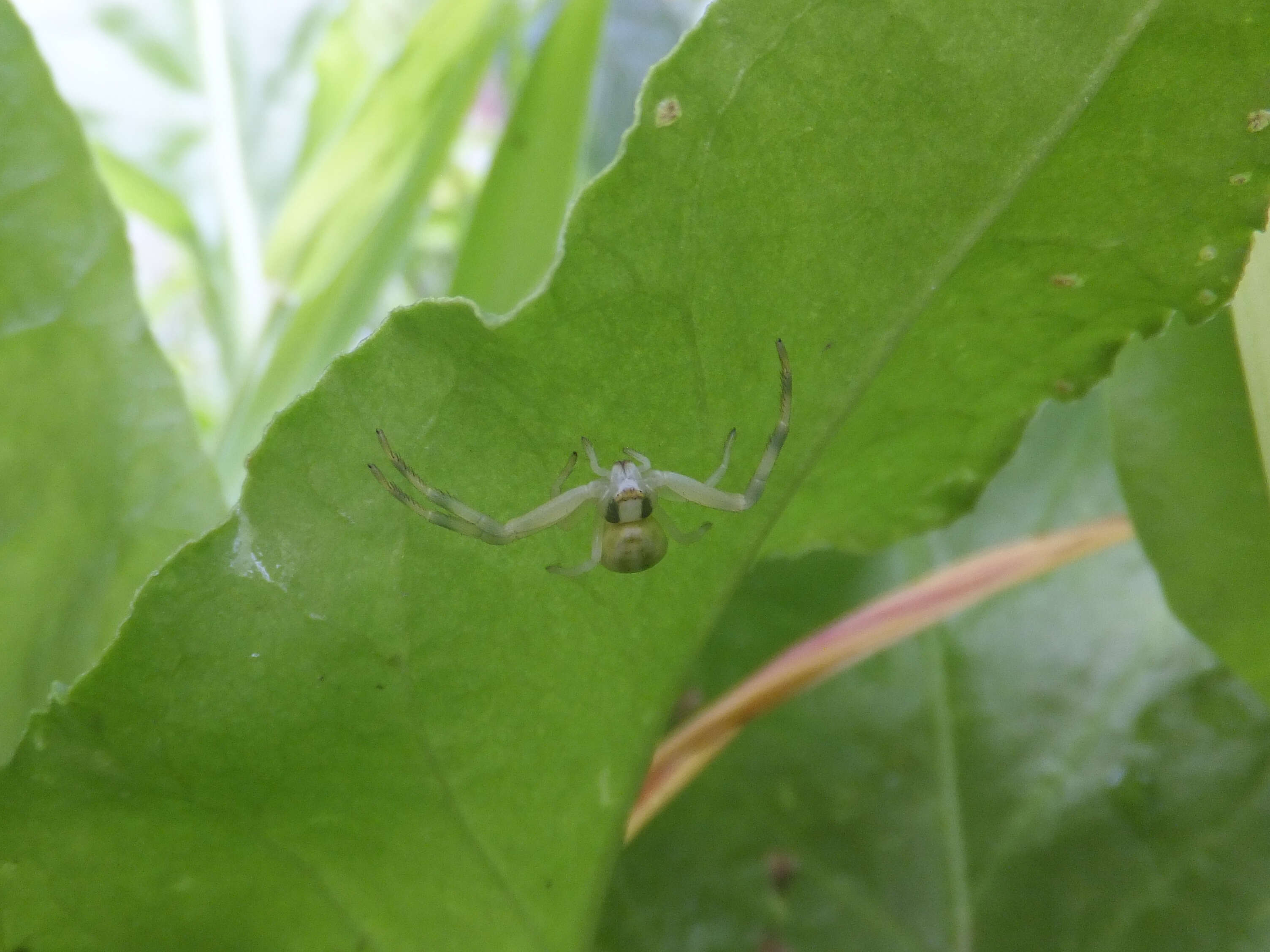 Image of Flower Crab Spiders