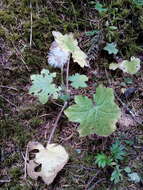 Image of Roldana platanifolia (Benth.) H. Rob. & Brettell