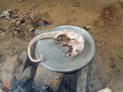 Image of tree pangolin