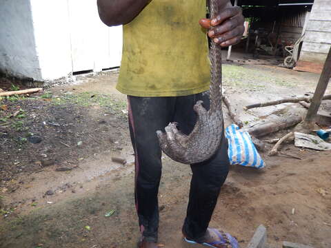 Image of tree pangolin