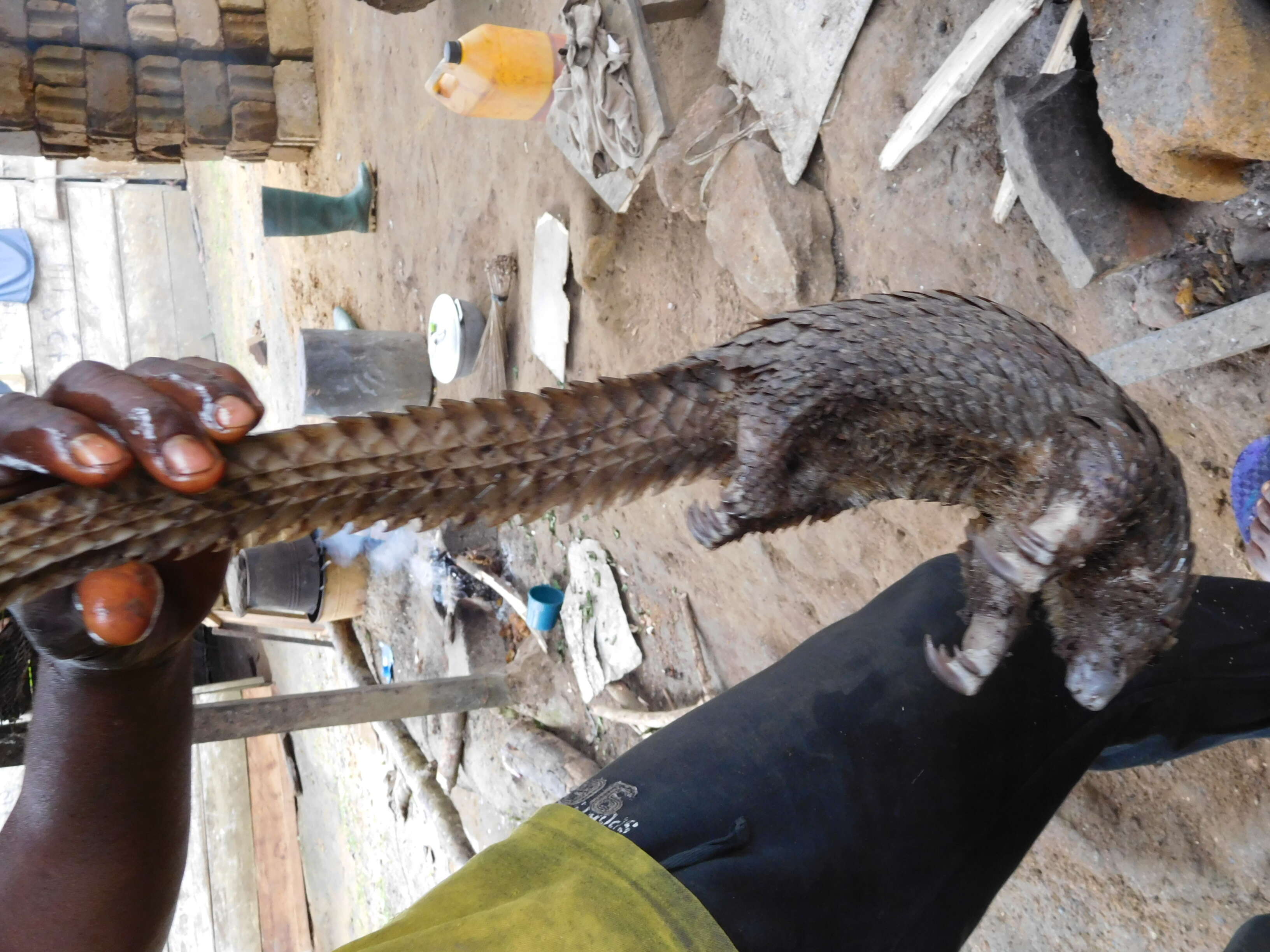 Image of tree pangolin