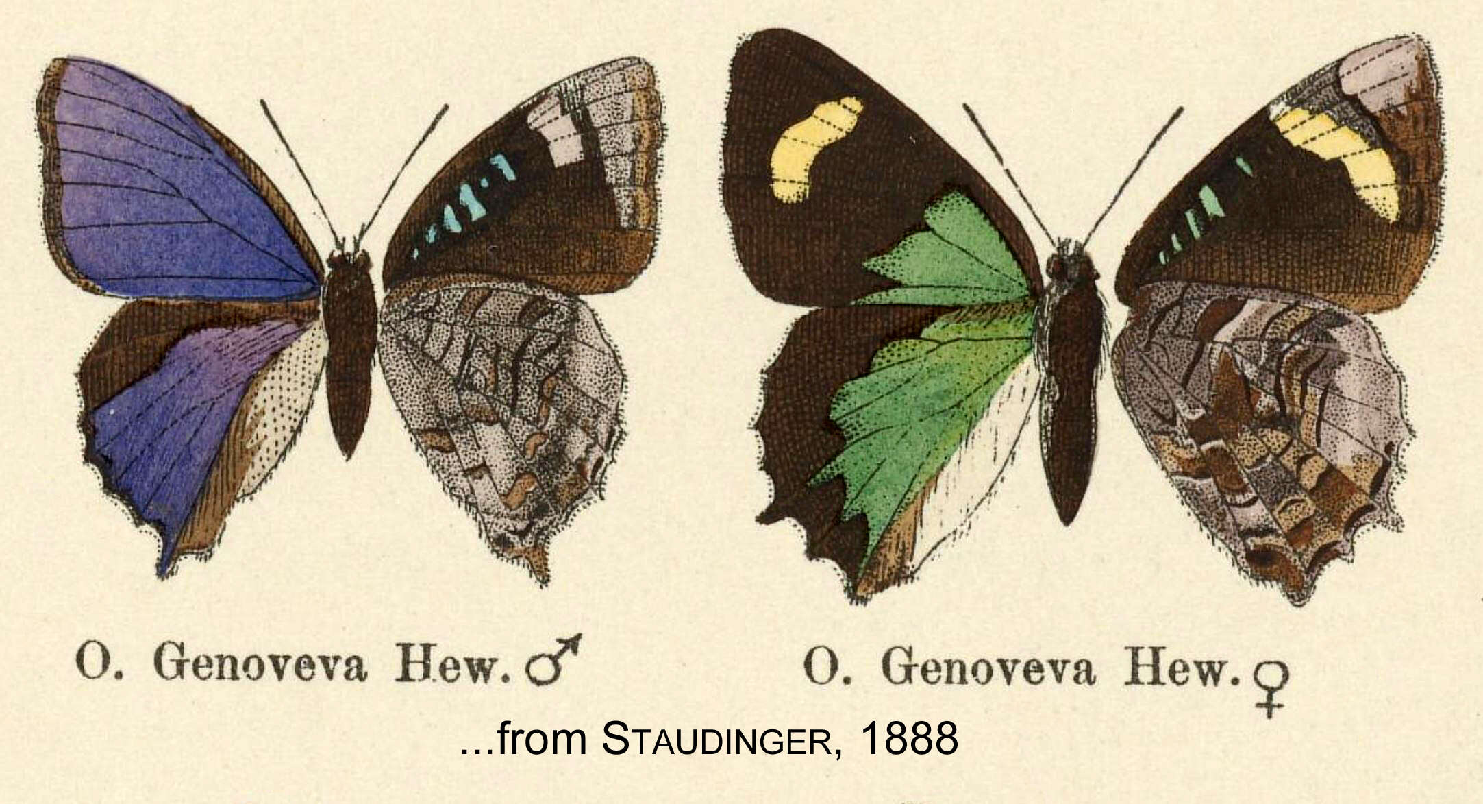 Image of Ogyris genoveva Hewitson (1854)