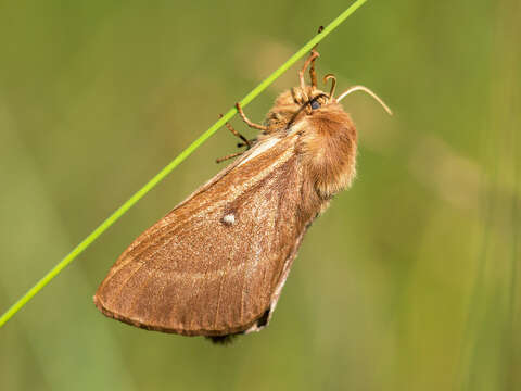 Image of grass eggar