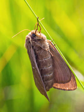 Image of grass eggar