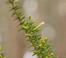 Acacia oxycedrus Sieber ex DC.的圖片