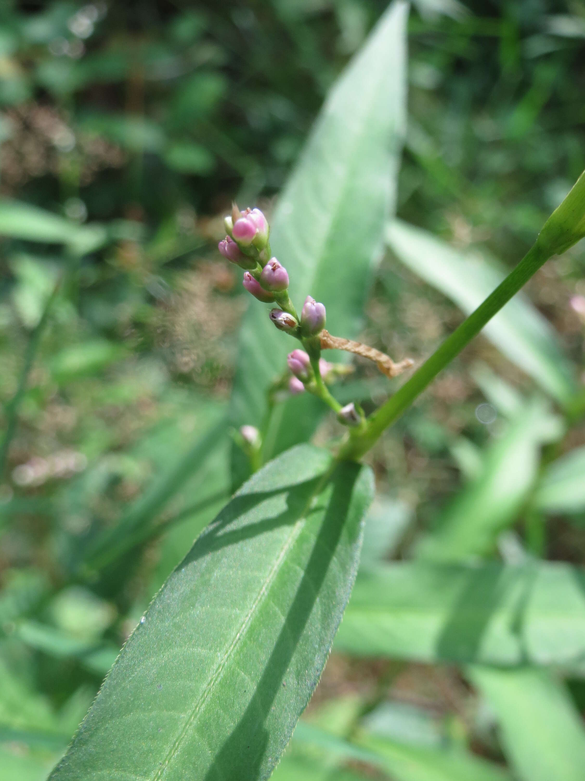 Image of Water-pepper