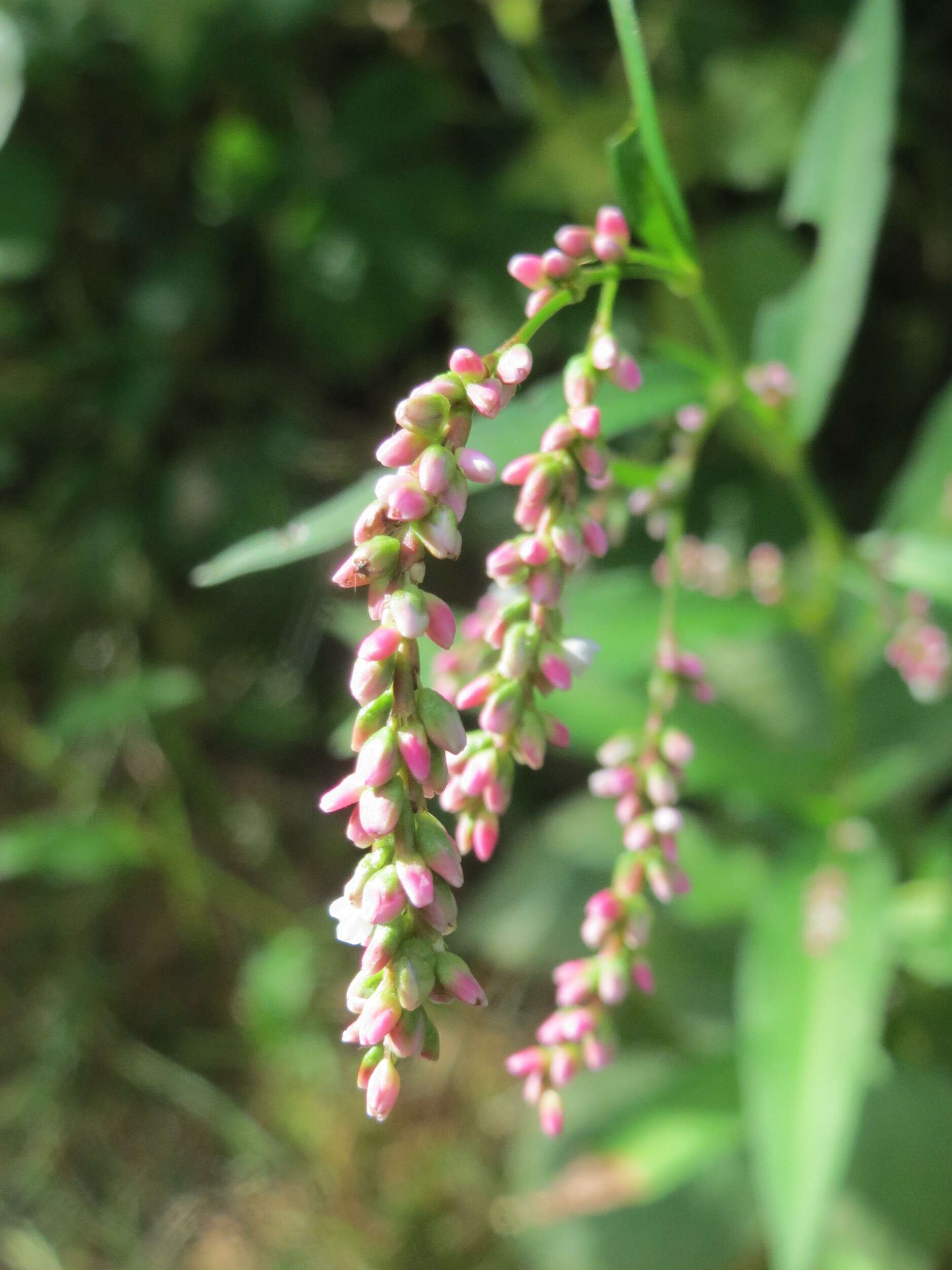 Image of Water-pepper