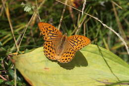 Image of silver-washed fritillary