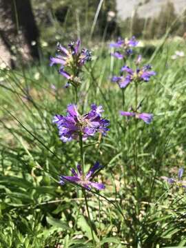 Image of Sierra beardtongue