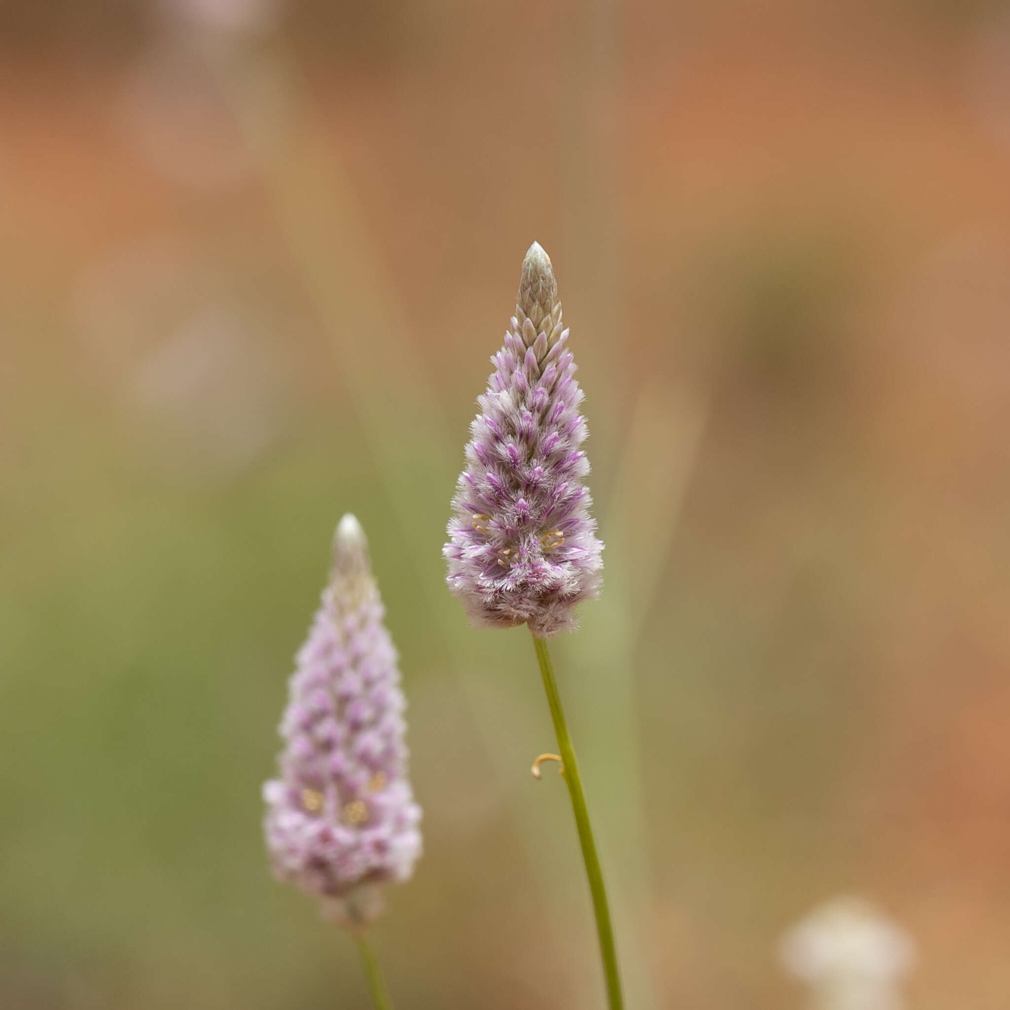 Image of Ptilotus calostachyus F. Müll.