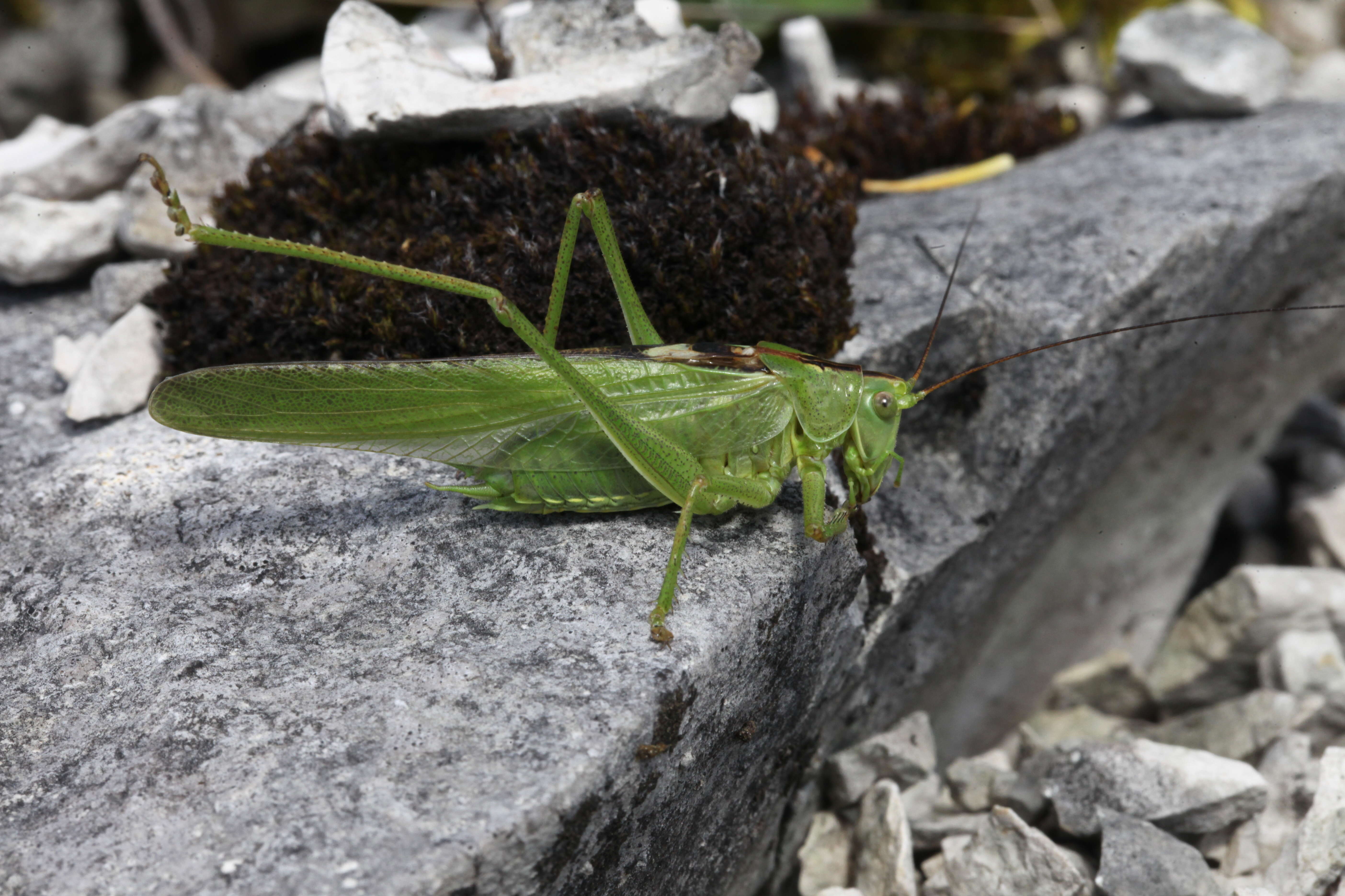 Image of Great green bushcricket