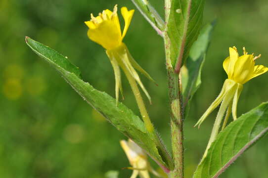 Image of evening primrose