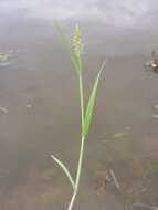 Image of Orange Foxtail