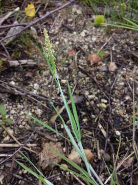 Image of Orange Foxtail