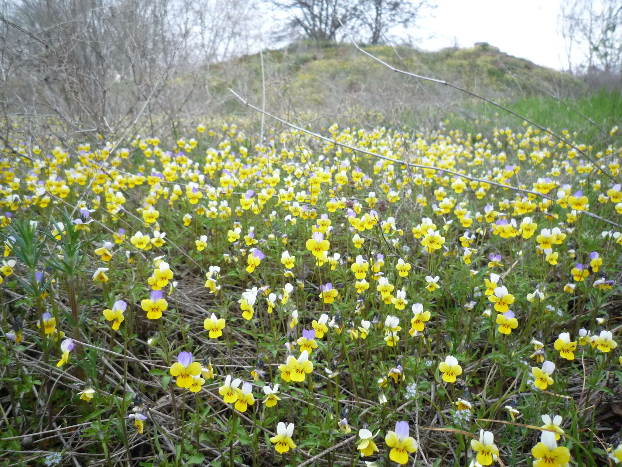 Слика од Viola hymettia Boiss. & Heldr.