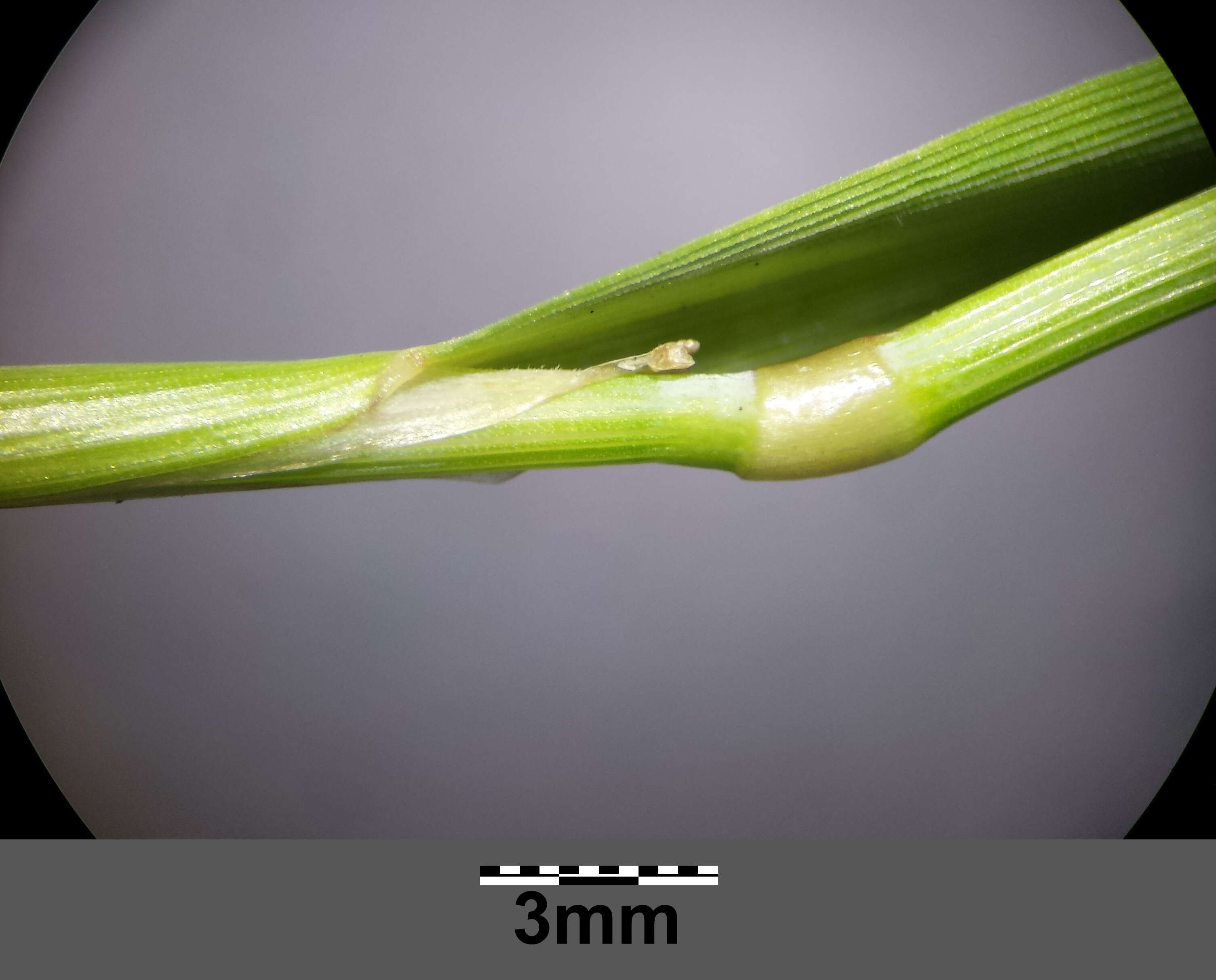 Image of Orange Foxtail