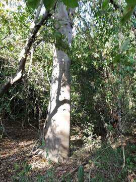 Image of Jacaratia mexicana A. DC.