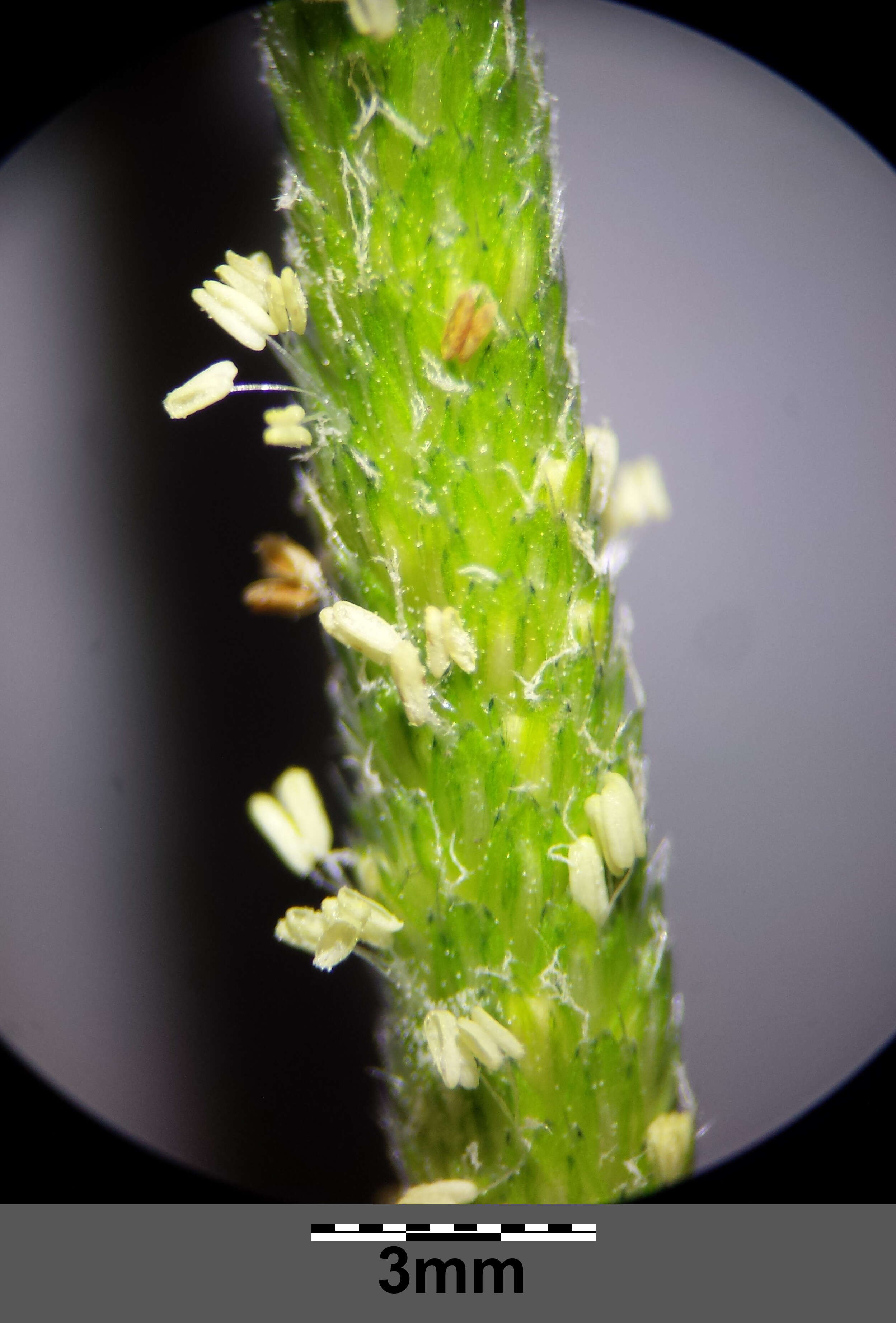 Image of Orange Foxtail