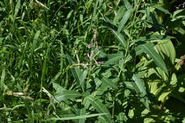 Image of <i>Chamaenerion <i>angustifolium</i></i> subsp. angustifolium